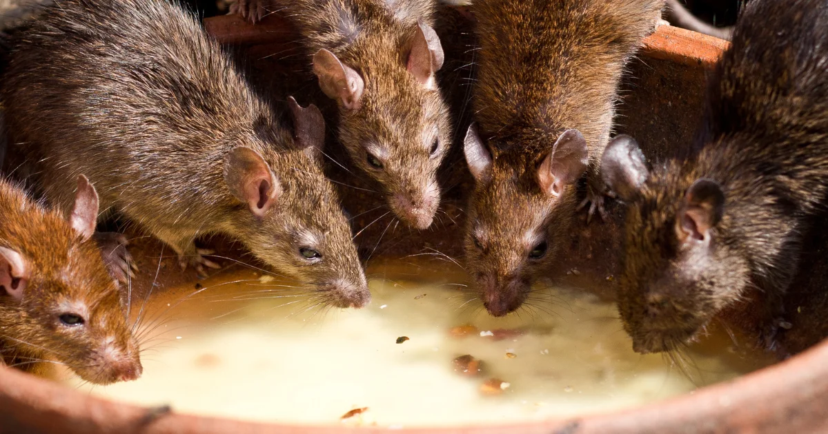 Rodent identification - professional guide for Texas homeowners